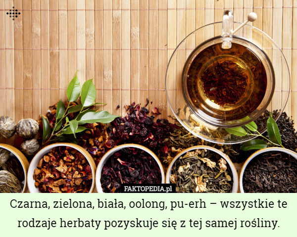 Czarna, zielona, biała, oolong, pu-erh – wszystkie te rodzaje herbaty pozyskuje się z tej samej rośliny. 