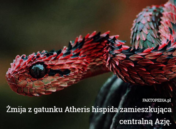 Żmija z gatunku Atheris hispida zamieszkująca centralną Azję. 
