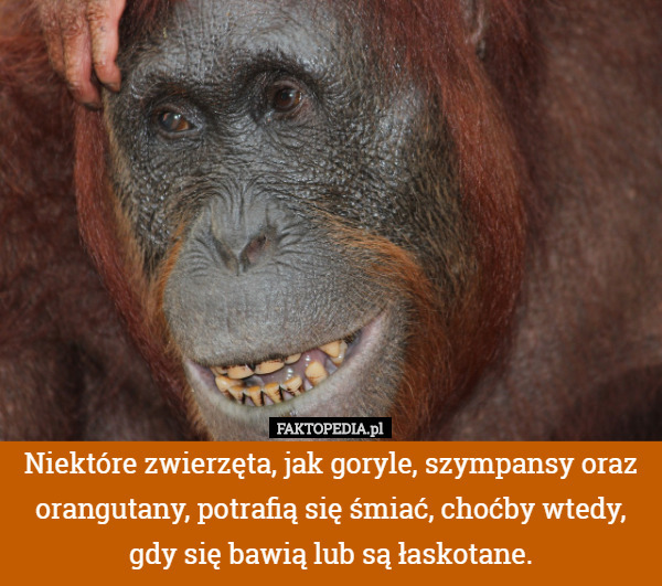 Niektóre zwierzęta, jak goryle, szympansy oraz orangutany, potrafią się śmiać, choćby wtedy, gdy się bawią lub są łaskotane. 