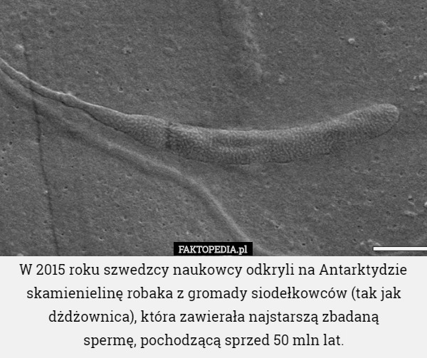 W 2015 roku szwedzcy naukowcy odkryli na Antarktydzie skamienielinę robaka z gromady siodełkowców (tak jak dżdżownica), która zawierała najstarszą zbadaną
 spermę, pochodzącą sprzed 50 mln lat. 