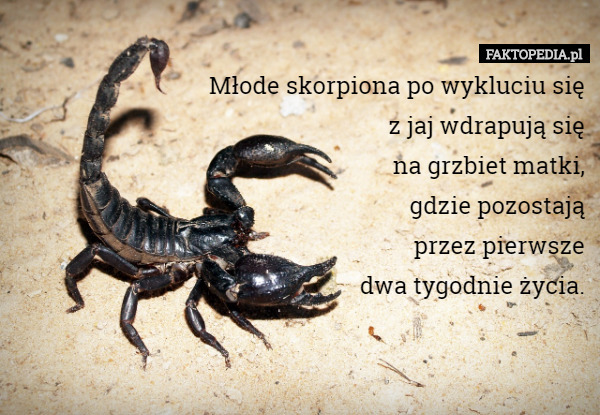 Młode skorpiona po wykluciu się
 z jaj wdrapują się
 na grzbiet matki,
 gdzie pozostają
 przez pierwsze
 dwa tygodnie życia. 