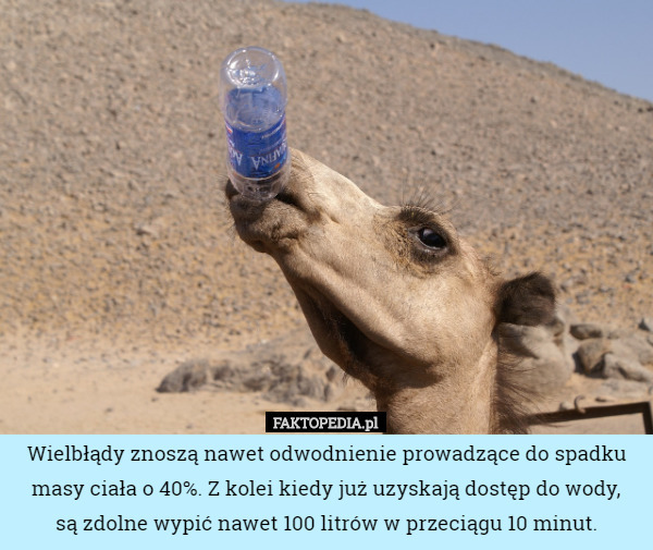 Wielbłądy znoszą nawet odwodnienie prowadzące do spadku masy ciała o 40%. Z kolei kiedy już uzyskają dostęp do wody,
 są zdolne wypić nawet 100 litrów w przeciągu 10 minut. 