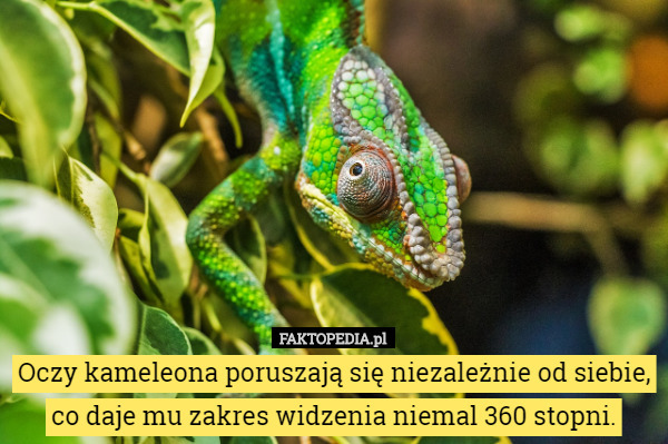 Oczy kameleona poruszają się niezależnie od siebie, co daje mu zakres widzenia niemal 360 stopni. 