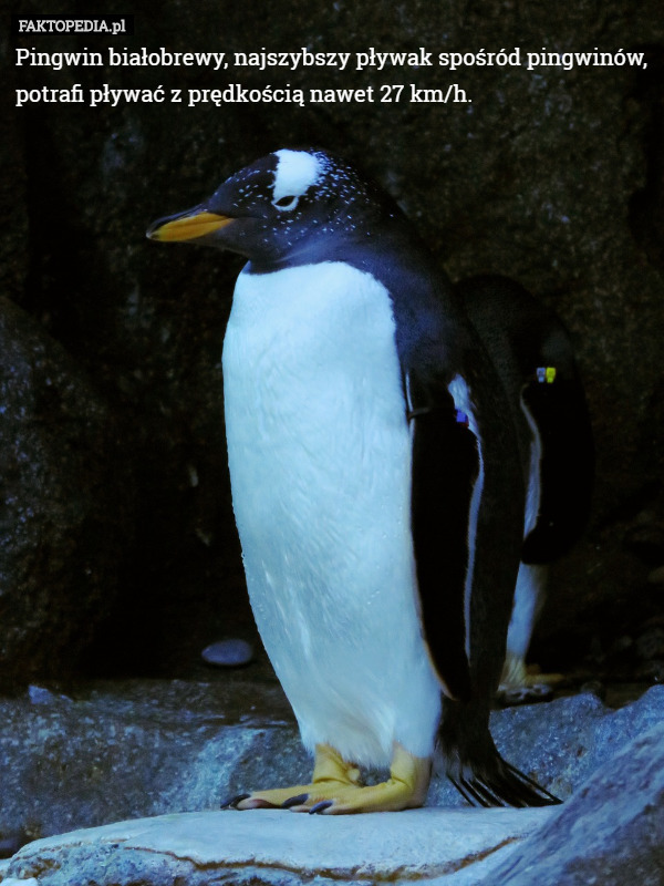 Pingwin białobrewy, najszybszy pływak spośród pingwinów,  potrafi pływać z prędkością nawet 27 km/h. 