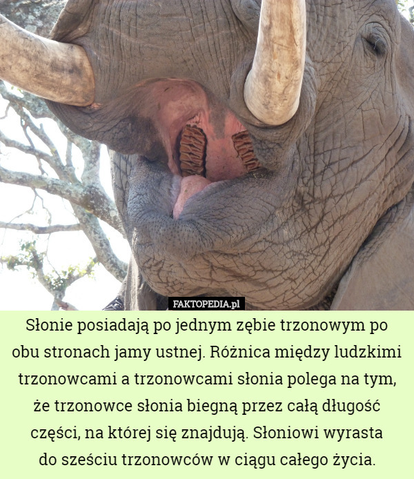 Słonie posiadają po jednym zębie trzonowym po obu stronach jamy ustnej. Różnica między ludzkimi trzonowcami a trzonowcami słonia polega na tym, że trzonowce słonia biegną przez całą długość części, na której się znajdują. Słoniowi wyrasta
do sześciu trzonowców w ciągu całego życia. 