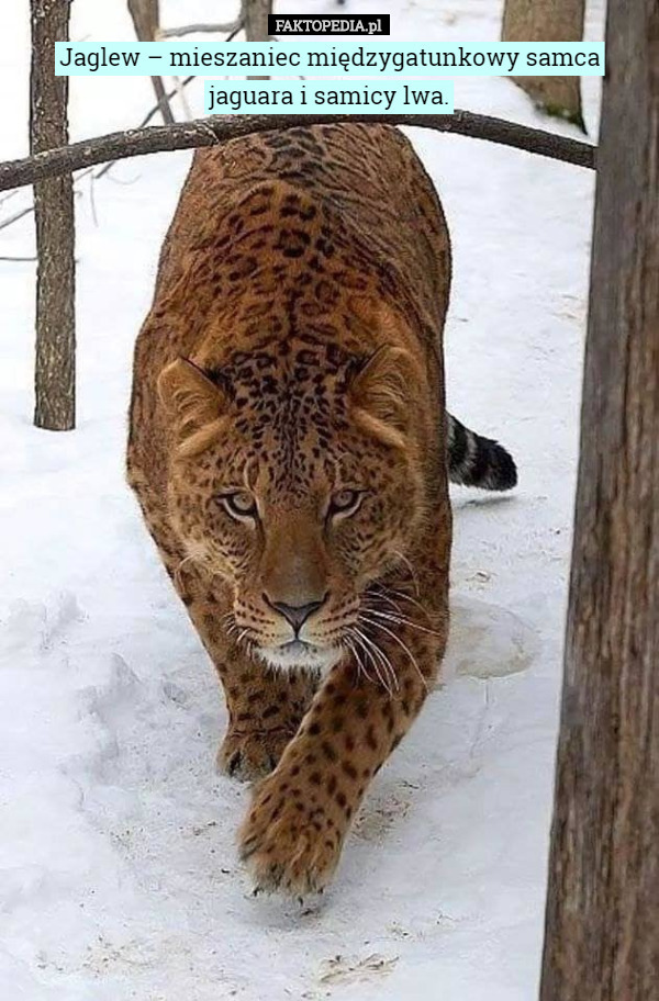Jaglew – mieszaniec międzygatunkowy samca jaguara i samicy lwa. 