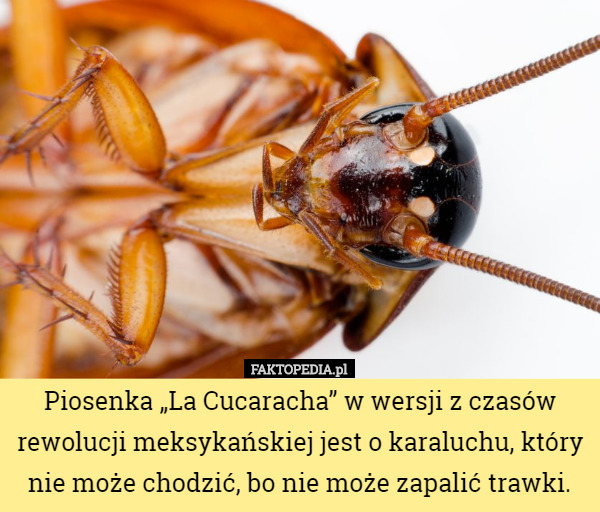 Piosenka „La Cucaracha” w wersji z czasów rewolucji meksykańskiej jest o karaluchu, który nie może chodzić, bo nie może zapalić trawki. 