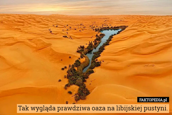 Tak wygląda prawdziwa oaza na libijskiej pustyni. 