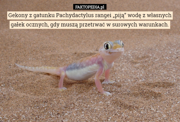 Gekony z gatunku Pachydactylus rangei „piją” wodę z własnych gałek ocznych, gdy muszą przetrwać w surowych warunkach. 