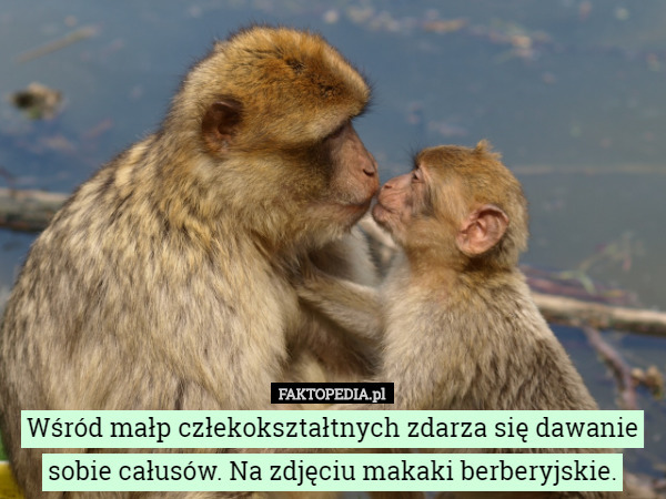 Wśród małp człekokształtnych zdarza się dawanie sobie całusów. Na zdjęciu makaki berberyjskie. 