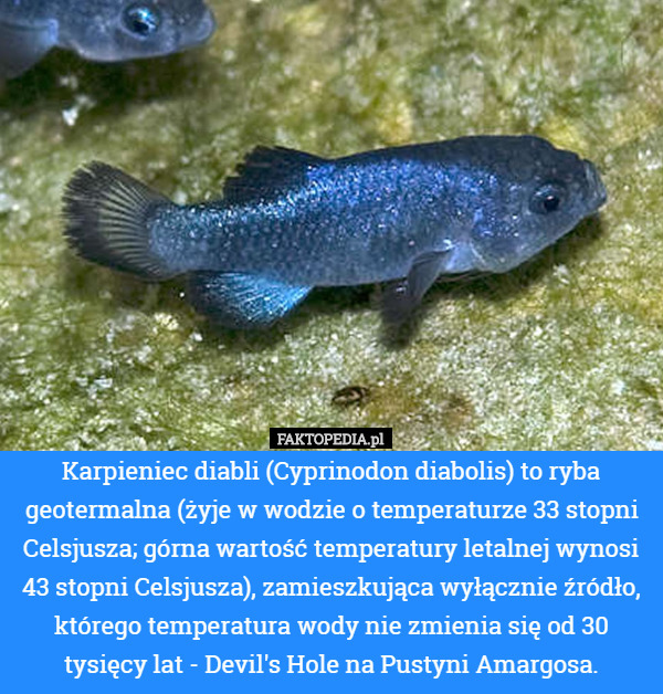 Karpieniec diabli (Cyprinodon diabolis) to ryba geotermalna (żyje w wodzie o temperaturze 33 stopni Celsjusza; górna wartość temperatury letalnej wynosi 43 stopni Celsjusza), zamieszkująca wyłącznie źródło, którego temperatura wody nie zmienia się od 30 tysięcy lat - Devil's Hole na Pustyni Amargosa. 