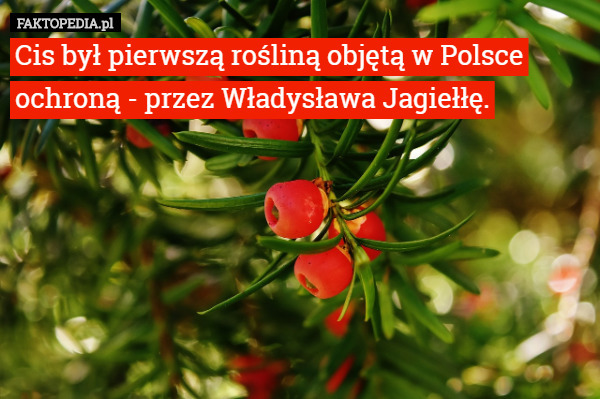 Cis był pierwszą rośliną objętą w Polsce ochroną - przez Władysława Jagiełłę. 