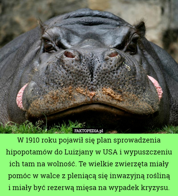 W 1910 roku pojawił się plan sprowadzenia hipopotamów do Luizjany w USA i wypuszczeniu ich tam na wolność. Te wielkie zwierzęta miały pomóc w walce z pleniącą się inwazyjną rośliną
 i miały być rezerwą mięsa na wypadek kryzysu. 