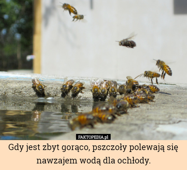 Gdy jest zbyt gorąco, pszczoły polewają się nawzajem wodą dla ochłody. 