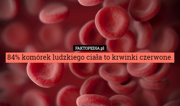 84% komórek ludzkiego ciała to krwinki czerwone. 