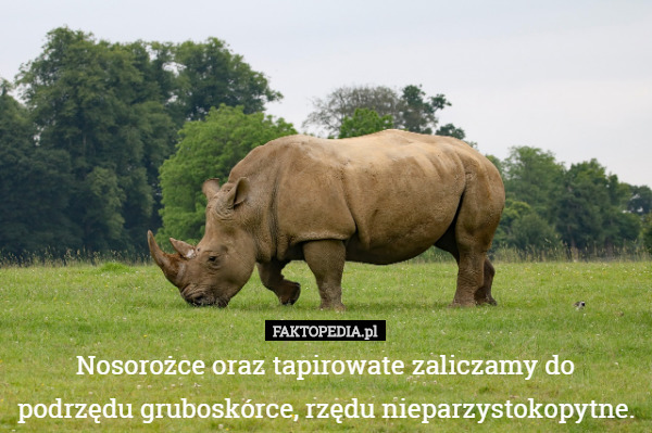 Nosorożce oraz tapirowate zaliczamy do podrzędu gruboskórce, rzędu nieparzystokopytne. 