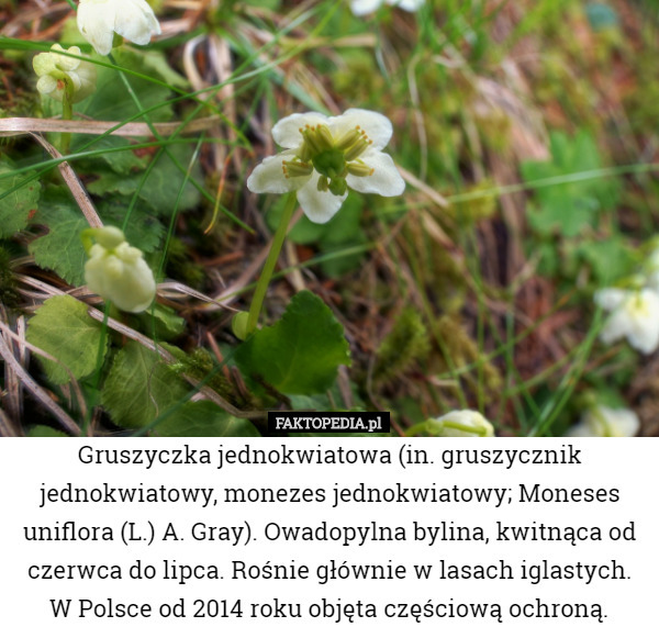 Gruszyczka jednokwiatowa (in. gruszycznik jednokwiatowy, monezes jednokwiatowy; Moneses uniflora (L.) A. Gray). Owadopylna bylina, kwitnąca od czerwca do lipca. Rośnie głównie w lasach iglastych. W Polsce od 2014 roku objęta częściową ochroną. 