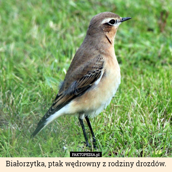 Białorzytka, ptak wędrowny z rodziny drozdów. 