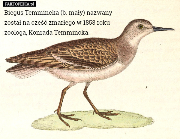 Biegus Temmincka (b. mały) nazwany 
został na cześć zmarłego w 1858 roku 
zoologa, Konrada Temmincka. 