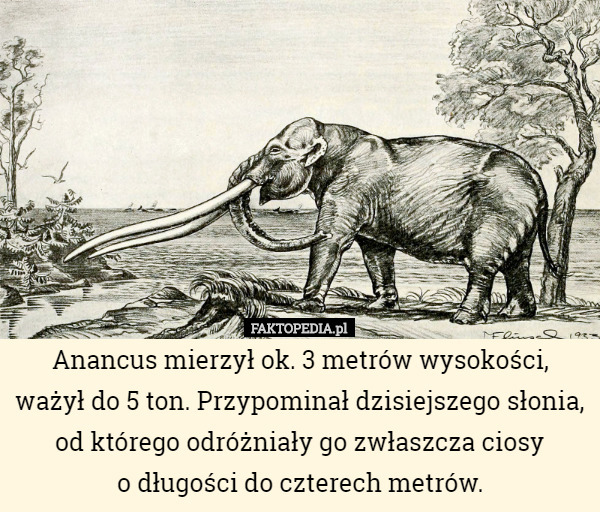 Anancus mierzył ok. 3 metrów wysokości, ważył do 5 ton. Przypominał dzisiejszego słonia, od którego odróżniały go zwłaszcza ciosy
 o długości do czterech metrów. 