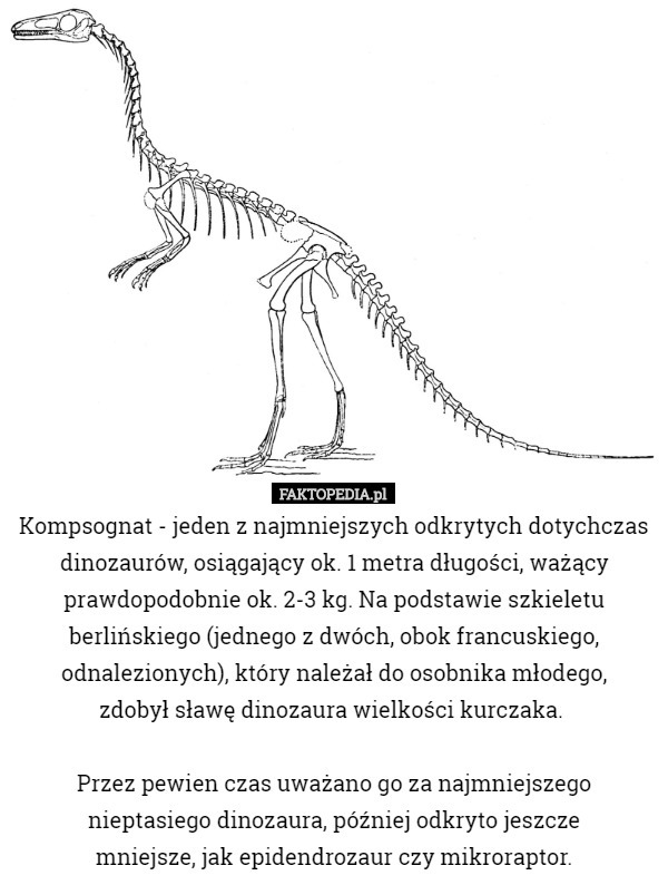 Kompsognat - jeden z najmniejszych odkrytych dotychczas dinozaurów, osiągający ok. 1 metra długości, ważący prawdopodobnie ok. 2-3 kg. Na podstawie szkieletu berlińskiego (jednego z dwóch, obok francuskiego, odnalezionych), który należał do osobnika młodego,
 zdobył sławę dinozaura wielkości kurczaka. 

Przez pewien czas uważano go za najmniejszego nieptasiego dinozaura, później odkryto jeszcze
 mniejsze, jak epidendrozaur czy mikroraptor. 