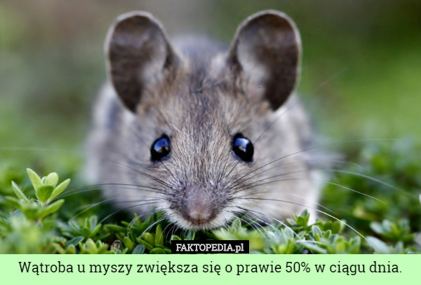 Wątroba u myszy zwiększa się o prawie 50% w ciągu dnia. 