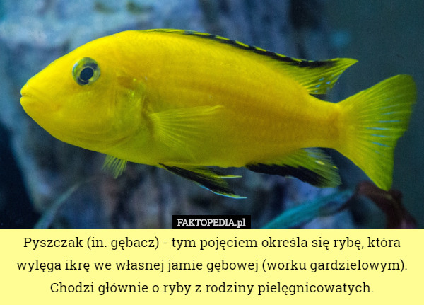 Pyszczak (in. gębacz) - tym pojęciem określa się rybę, która wylęga ikrę we własnej jamie gębowej (worku gardzielowym). Chodzi głównie o ryby z rodziny pielęgnicowatych. 