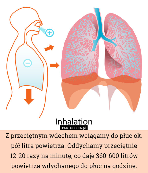 Z przeciętnym wdechem wciągamy do płuc ok. pół litra powietrza. Oddychamy przeciętnie 12-20 razy na minutę, co daje 360-600 litrów powietrza wdychanego do płuc na godzinę. 