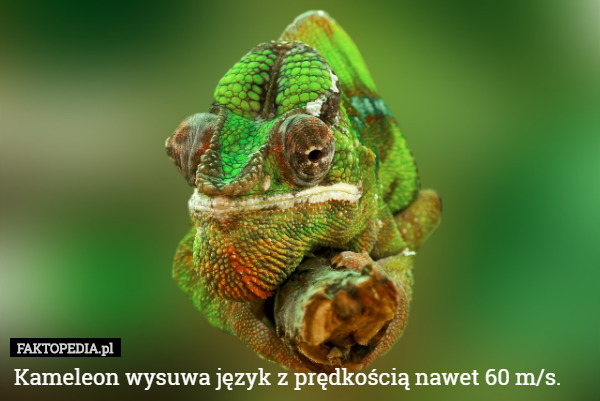 Kameleon wysuwa język z prędkością nawet 60 m/s. 