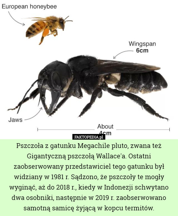 Pszczoła z gatunku Megachile pluto, zwana też Gigantyczną pszczołą Wallace'a. Ostatni zaobserwowany przedstawiciel tego gatunku był widziany w 1981 r. Sądzono, że pszczoły te mogły wyginąć, aż do 2018 r., kiedy w Indonezji schwytano dwa osobniki, następnie w 2019 r. zaobserwowano samotną samicę żyjącą w kopcu termitów. 