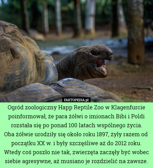 Ogród zoologiczny Happ Reptile Zoo w Klagenfurcie poinformował, że para żółwi o imionach Bibi i Poldi rozstała się po ponad 100 latach wspólnego życia.
 Oba żółwie urodziły się około roku 1897, żyły razem od  początku XX w. i były szczęśliwe aż do 2012 roku. Wtedy coś poszło nie tak, zwierzęta zaczęły być wobec siebie agresywne, aż musiano je rozdzielić na zawsze. 