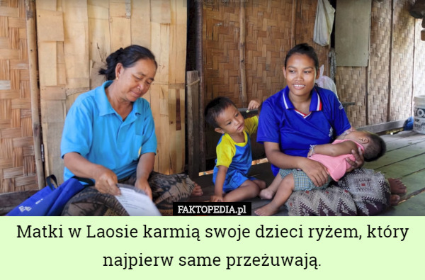Matki w Laosie karmią swoje dzieci ryżem, który najpierw same przeżuwają. 