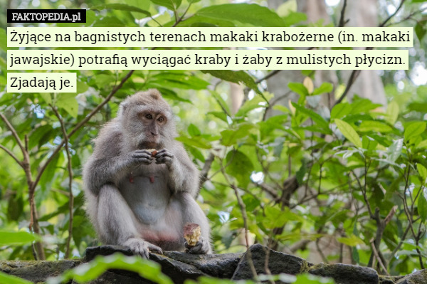Żyjące na bagnistych terenach makaki krabożerne (in. makaki jawajskie) potrafią wyciągać kraby i żaby z mulistych płycizn. Zjadają je. 