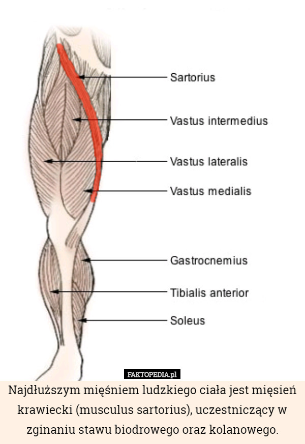 Najdłuższym mięśniem ludzkiego ciała jest mięsień krawiecki (musculus sartorius), uczestniczący w zginaniu stawu biodrowego oraz kolanowego. 