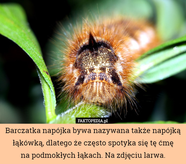 Barczatka napójka bywa nazywana także napójką łąkówką, dlatego że często spotyka się tę ćmę
 na podmokłych łąkach. Na zdjęciu larwa. 