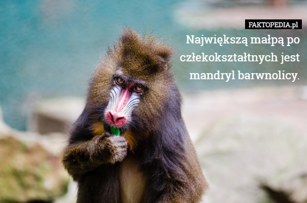 Największą małpą po
 człekokształtnych jest
 mandryl barwnolicy. 