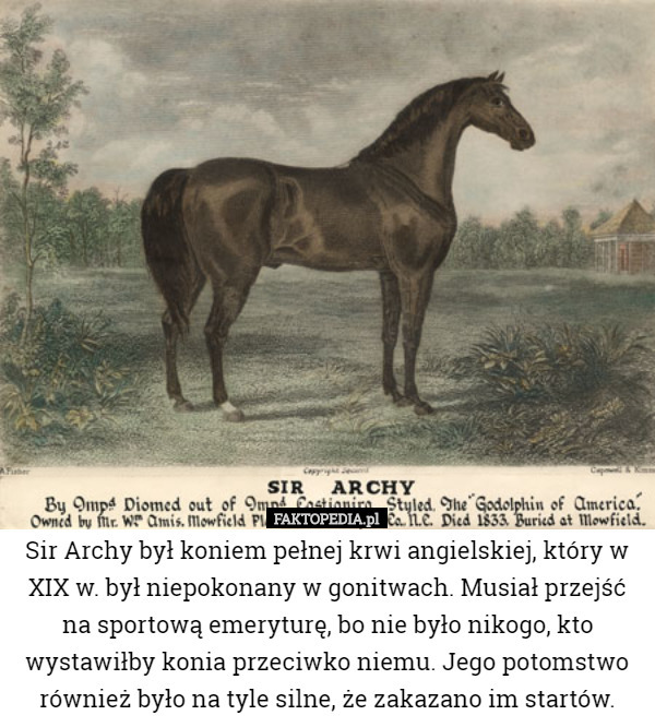 Sir Archy był koniem pełnej krwi angielskiej, który w XIX w. był niepokonany w gonitwach. Musiał przejść na sportową emeryturę, bo nie było nikogo, kto wystawiłby konia przeciwko niemu. Jego potomstwo również było na tyle silne, że zakazano im startów. 