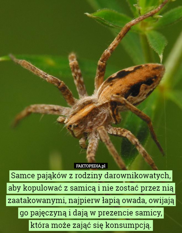 Samce pająków z rodziny darownikowatych, aby kopulować z samicą i nie zostać przez nią zaatakowanymi, najpierw łapią owada, owijają go pajęczyną i dają w prezencie samicy,
 która może zająć się konsumpcją. 
