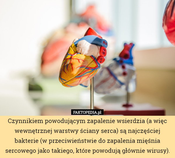 Czynnikiem powodującym zapalenie wsierdzia (a więc wewnętrznej warstwy ściany serca) są najczęściej bakterie (w przeciwieństwie do zapalenia mięśnia sercowego jako takiego, które powodują głównie wirusy). 