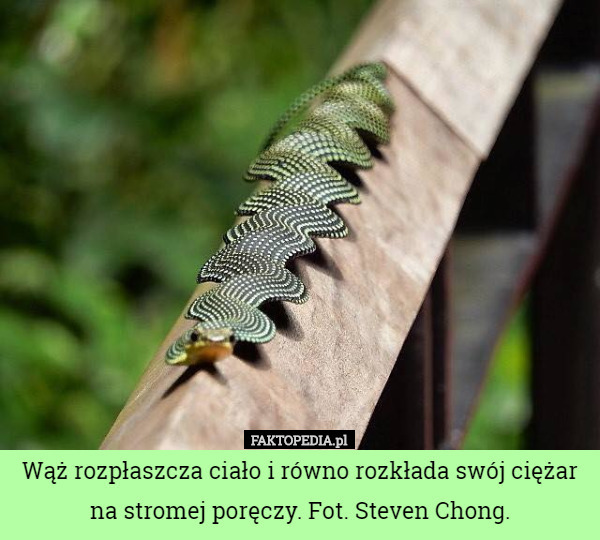 Wąż rozpłaszcza ciało i równo rozkłada swój ciężar na stromej poręczy. Fot. Steven Chong. 