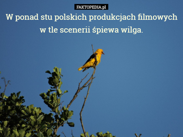 W ponad stu polskich produkcjach filmowych w tle scenerii śpiewa wilga. 