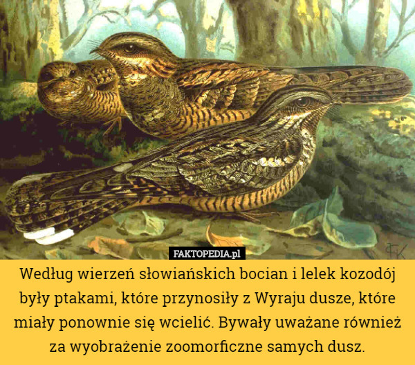 Według wierzeń słowiańskich bocian i lelek kozodój były ptakami, które przynosiły z Wyraju dusze, które miały ponownie się wcielić. Bywały uważane również za wyobrażenie zoomorficzne samych dusz. 