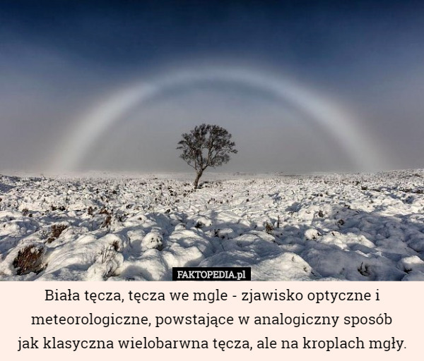 Biała tęcza, tęcza we mgle - zjawisko optyczne i meteorologiczne, powstające w analogiczny sposób
 jak klasyczna wielobarwna tęcza, ale na kroplach mgły. 