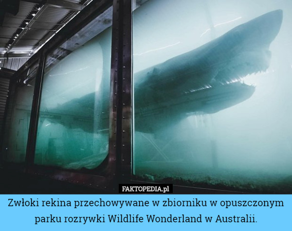 Zwłoki rekina przechowywane w zbiorniku w opuszczonym parku rozrywki Wildlife Wonderland w Australii. 