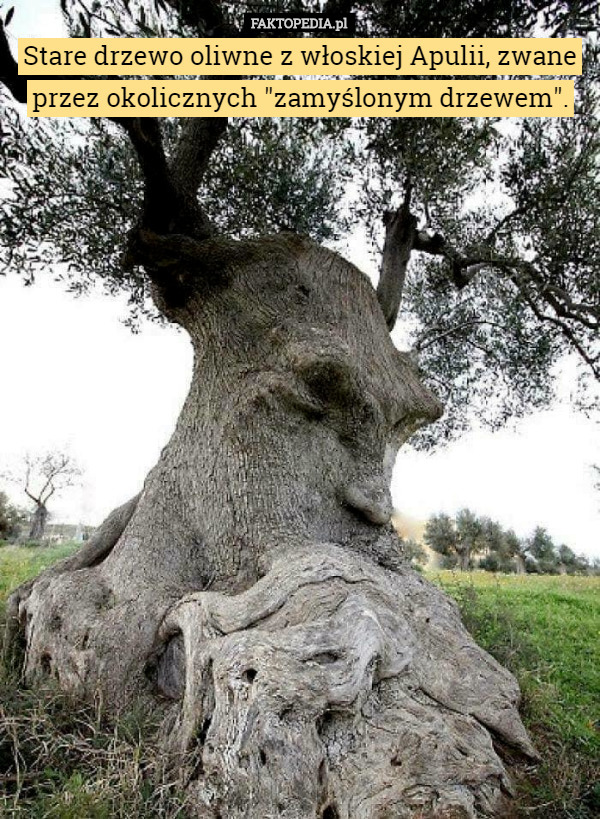 Stare drzewo oliwne z włoskiej Apulii, zwane przez okolicznych "zamyślonym drzewem". 