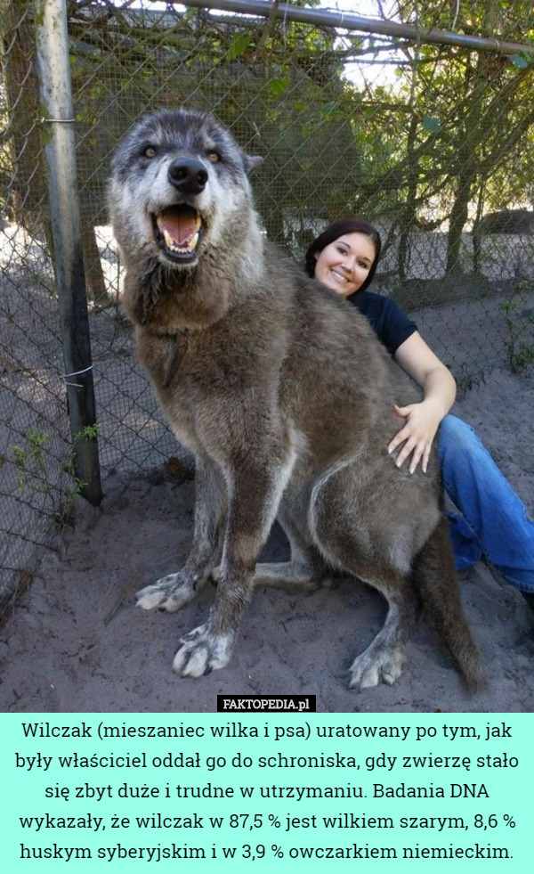 Wilczak (mieszaniec wilka i psa) uratowany po tym, jak były właściciel oddał go do schroniska, gdy zwierzę stało się zbyt duże i trudne w utrzymaniu. Badania DNA wykazały, że wilczak w 87,5 % jest wilkiem szarym, 8,6 % huskym syberyjskim i w 3,9 % owczarkiem niemieckim. 