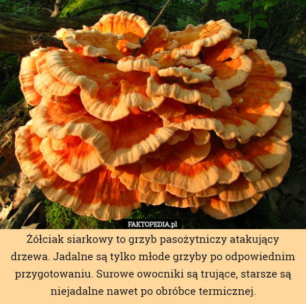 Żółciak siarkowy to grzyb pasożytniczy atakujący drzewa. Jadalne są tylko młode grzyby po odpowiednim przygotowaniu. Surowe owocniki są trujące, starsze są niejadalne nawet po obróbce termicznej. 