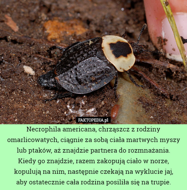 Necrophila americana, chrząszcz z rodziny omarlicowatych, ciągnie za sobą ciała martwych myszy lub ptaków, aż znajdzie partnera do rozmnażania.
 Kiedy go znajdzie, razem zakopują ciało w norze, kopulują na nim, następnie czekają na wyklucie jaj,
 aby ostatecznie cała rodzina posiliła się na trupie. 