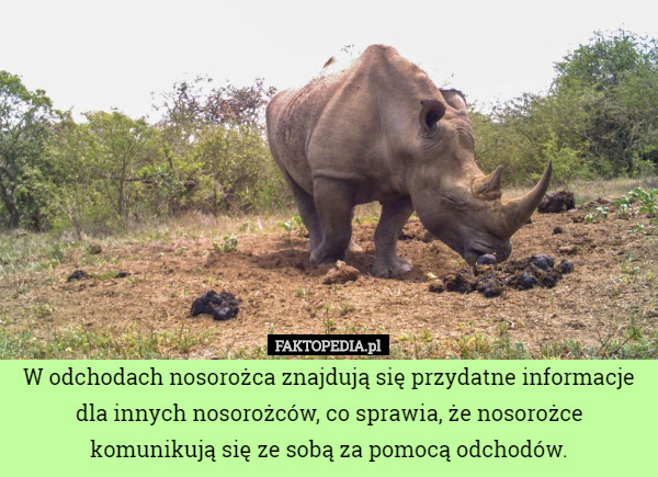 W odchodach nosorożca znajdują się przydatne informacje dla innych nosorożców, co sprawia, że nosorożce komunikują się ze sobą za pomocą odchodów. 