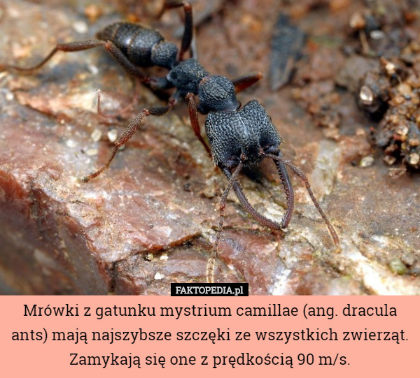 Mrówki z gatunku mystrium camillae (ang. dracula ants) mają najszybsze szczęki ze wszystkich zwierząt. Zamykają się one z prędkością 90 m/s. 